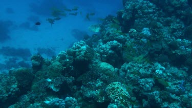 Coral reef of the Red Sea, Egypt with a shoal of snappers