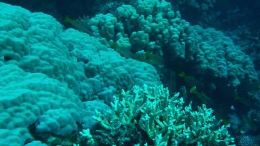 Hard coral in background. Shoal of one-spot snappers swimming in the Red Sea
