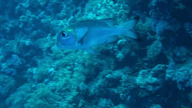 One bigeye emperor (monotaxis grandoculis) swimming