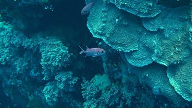 White-edged soldierfish swimming between some rocks