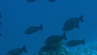 Large group of giant trevallies (caranx ignobilis) in the Red Sea