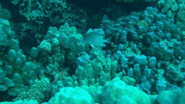 Whitebelly damselfish (Amblyglyphidodon leucogaster) above the coral reef in the Red Sea