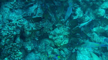 Bannerfish feeding on the coral