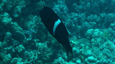 Large napoleonfish, humphead wrasse, swimming in the Red Sea. Black with white stripe.