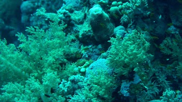 Small fish swimming in the coral reef of the Red Sea, Egypt