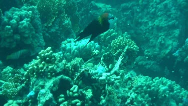 Giant triggerfish swimming in the Red Sea. Black fish with yellow on back.