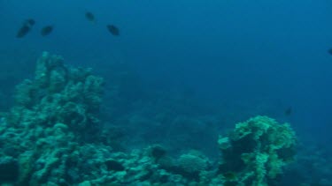 Coral reef of the Red Sea, Egypt with a shoal of snappers