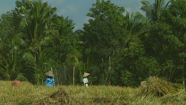 Rice farmers harvesting on Bali, Indonesia