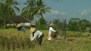 Rice farmers harvesting on Bali, Indonesia