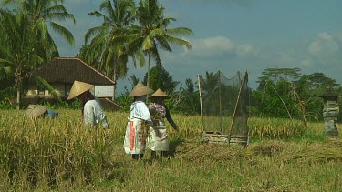 Rice farmers harvesting on Bali, Indonesia