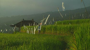 Rice terraces in Bali, Indonesia