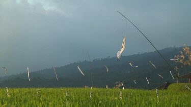 Rice terraces in Bali, Indonesia