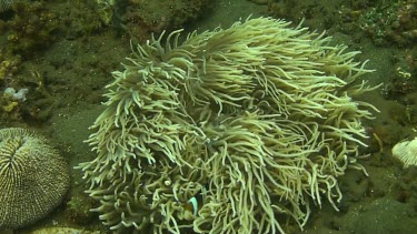 Clark s Anemonefish in the coral of the Bali Sea