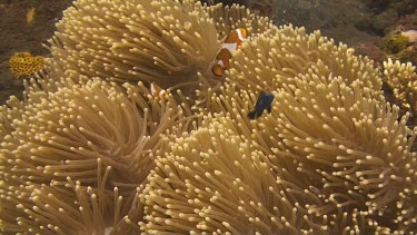 False clownfish in the coral of the Bali Sea