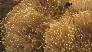 False clownfish in the coral of the Bali Sea