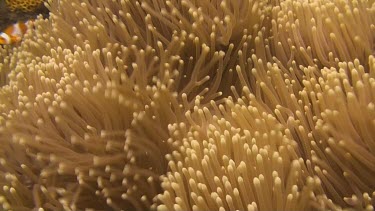 False clownfish in the coral of the Bali Sea