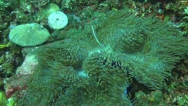 Pink anemonefish in the Bali Sea