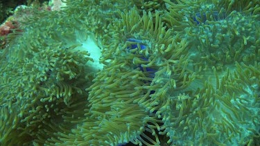 Pink anemonefish in the Bali Sea