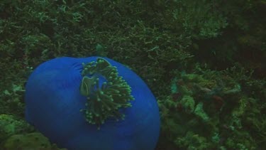 Pink anemonefish in the Bali Sea