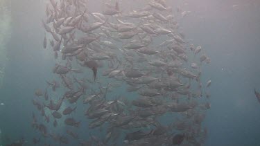 Shoal of bigeye jacks in the Bali Sea