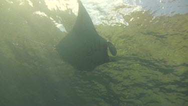 Single giant manta ray in the Bali Sea