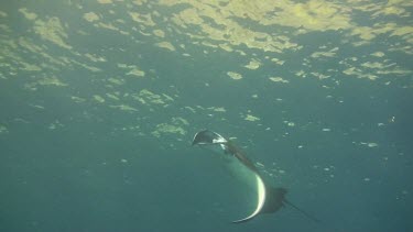 Single giant manta ray in the Bali Sea