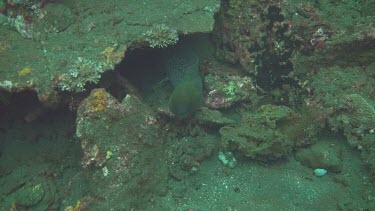 Giant moray hiding between the rocks on the ocean floor