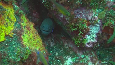 Giant moray hiding between the rocks on the ocean floor