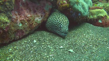 Honeycomb moray hiding between rocks on the ocean floor