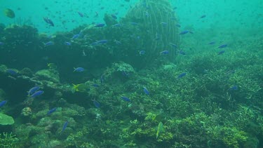 Yellowback fusiliers in the coral reef of the Bali Sea