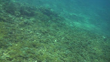 Flying over the coral reef of the Bali Sea