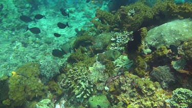 Flying over the coral reef of the Bali Sea