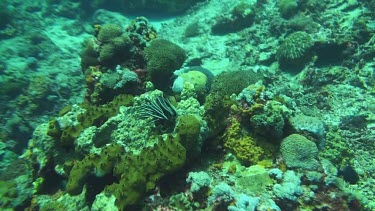 Flying over the coral reef of the Bali Sea