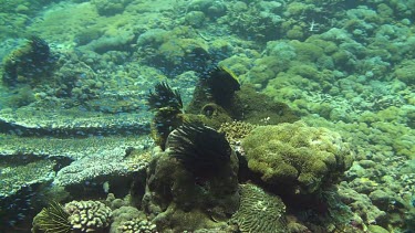 Flying over the coral reef of the Bali Sea