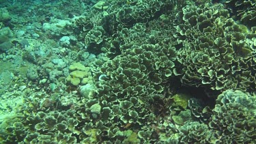 Flying over the coral reef of the Bali Sea