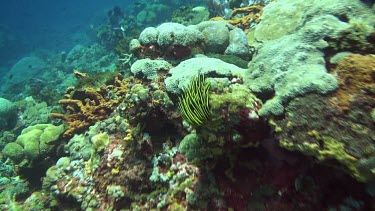 Flying over the coral reef of the Bali Sea