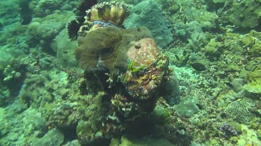 Flying over the coral reef of the Bali Sea