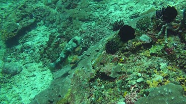 Black-spotted porcupinefish on the coral reef of the Bali Sea