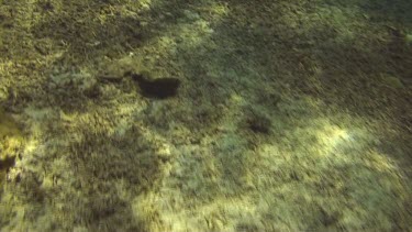 Flying over the coral reef of the Bali Sea