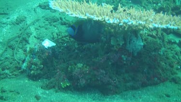 Emperor angelfish under the coral reef in the Bali Sea