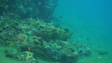 Honeycomb grouper in the Bali Sea