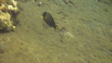 Yellowfin surgeonfish in the Bali Sea