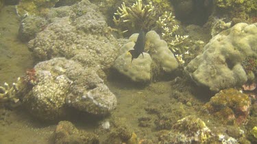 Yellowfin surgeonfish in the Bali Sea