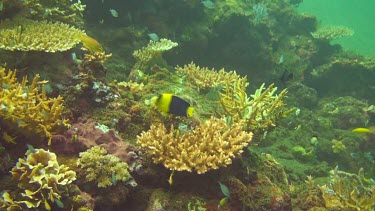 Bicolor angelfish on the coral reef of the Bali Sea