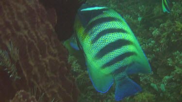 Six-banded angelfish in the Bali Sea