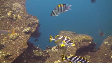 Striped Sweetlips in the Bali Sea