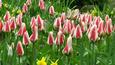 Field of tulips in the Netherlands