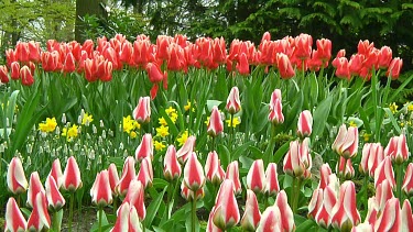 Field of tulips in the Netherlands