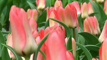 Field of pink tulips in Holland