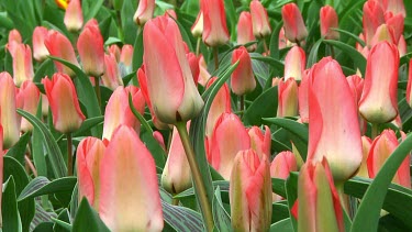 Field of pink tulips in Holland